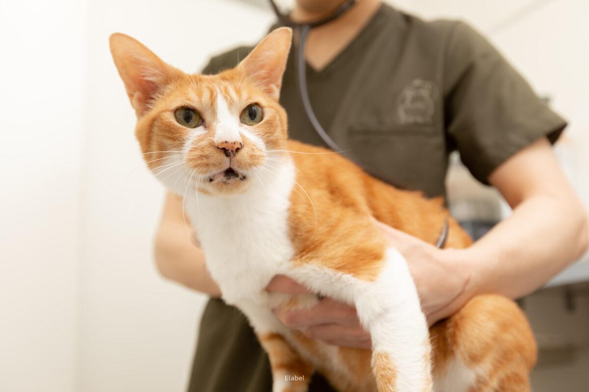 猫の診療を行う様子