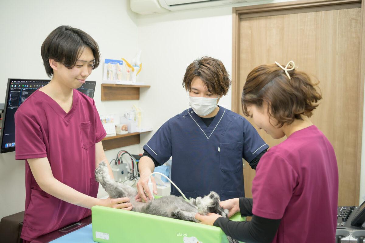 動物病院のチーム医療