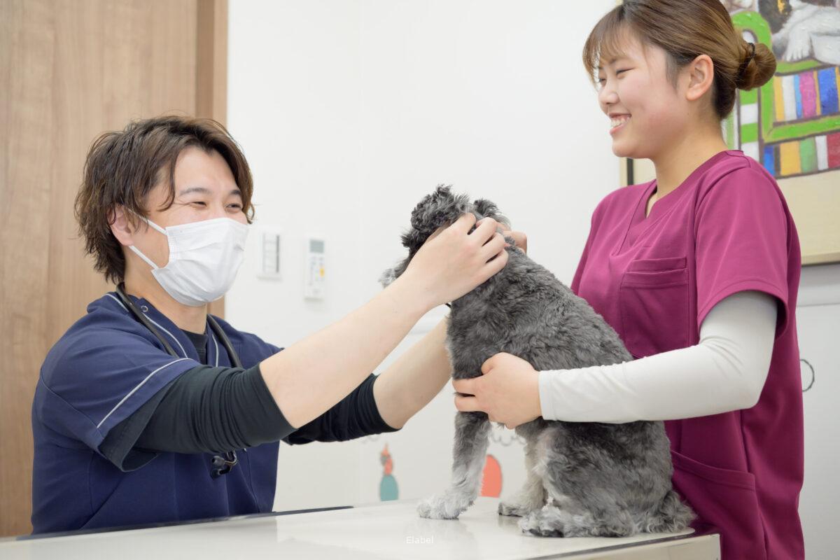 動物病院での診療風景