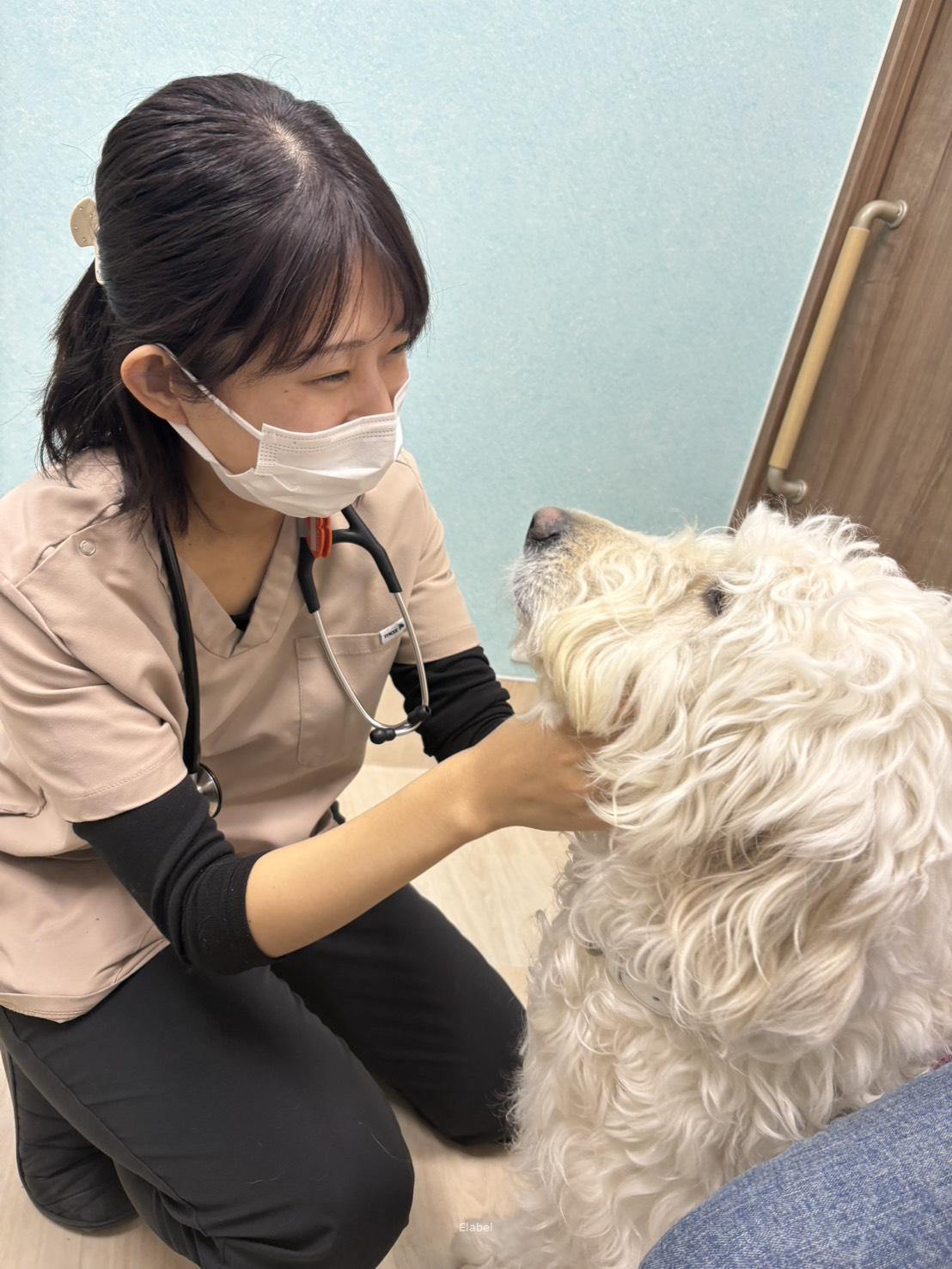 動物病院で働くスタッフ