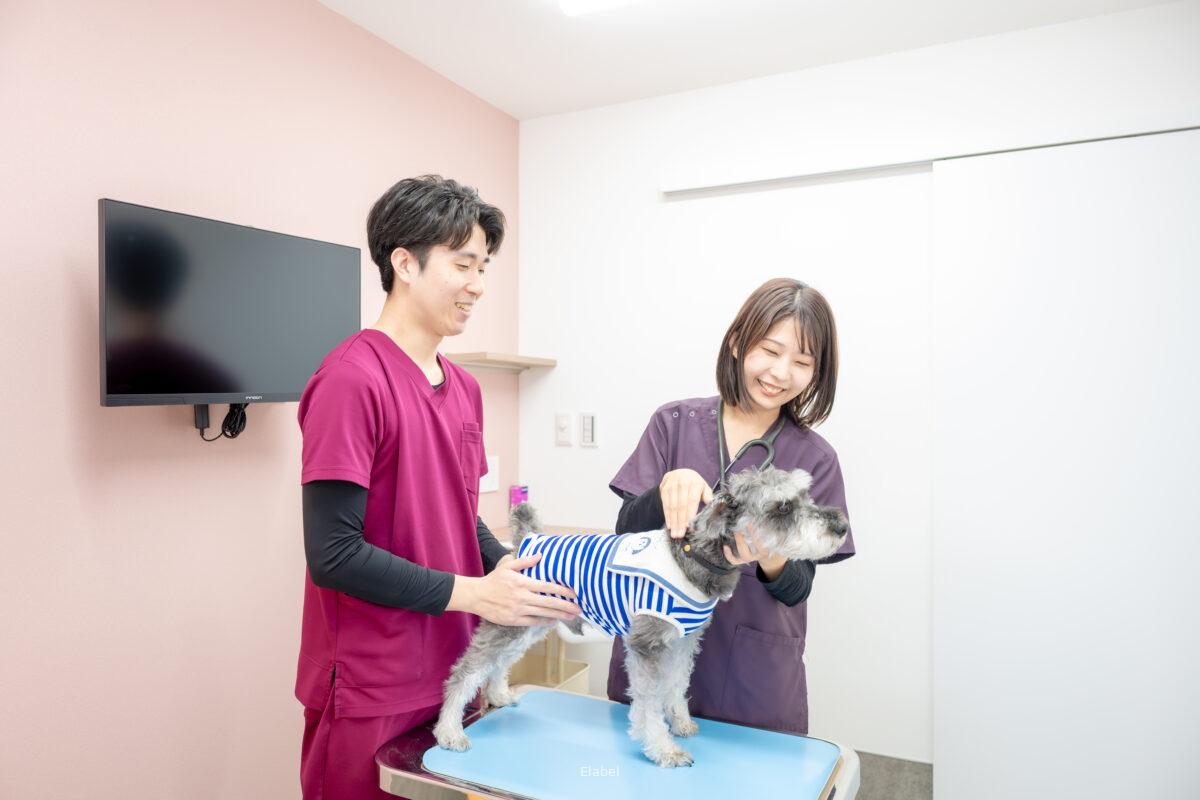 動物病院のチーム医療